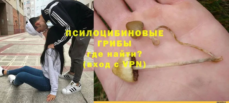 цена наркотик  Горячий Ключ  Псилоцибиновые грибы Psilocybine cubensis 